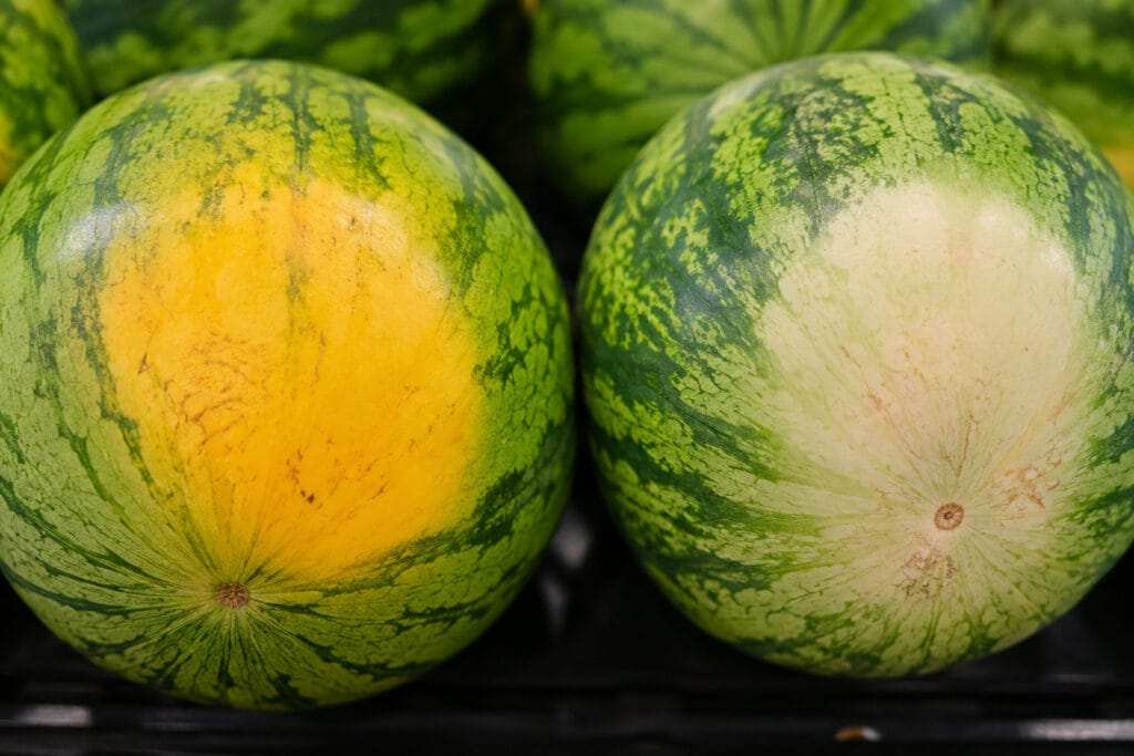 Creamy yellow field spot on a ripe watermelon compared to a white field spot on an unripe watermelon